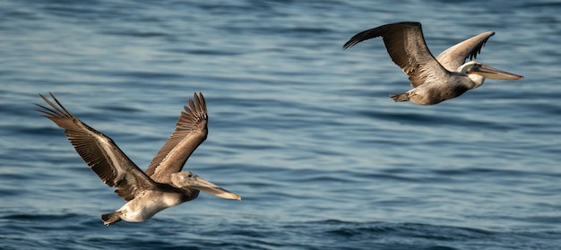 Pélicans volant au-dessus de la mer