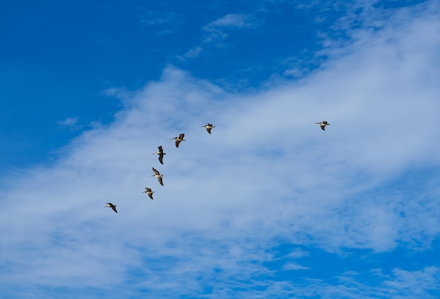 Pélicans volant ensemble sur un ciel bleu dans la Riviera Maya