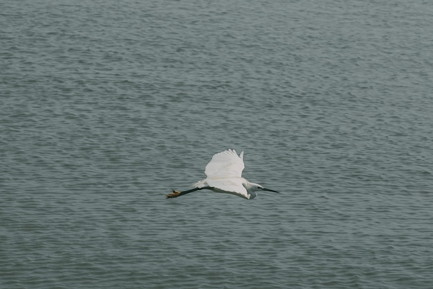 Les pélicans volent au-dessus de la surface de l'eau.