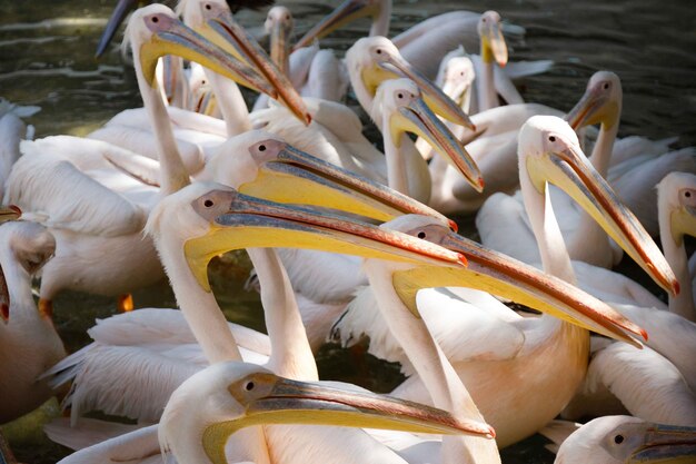 Photo pélicanus dans la rivière