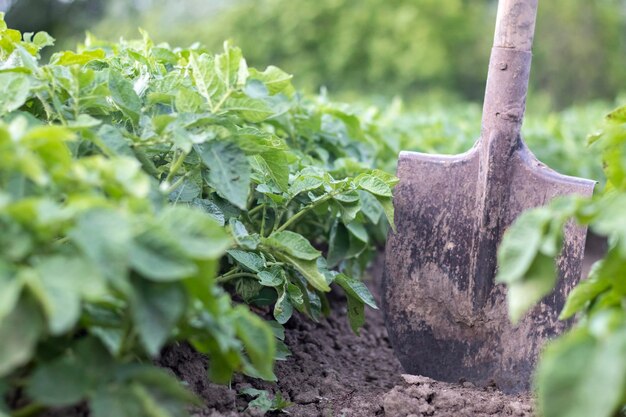 Pelle sur le fond des buissons de pommes de terre Déterrer un jeune tubercule de pomme de terre du sol dans une ferme