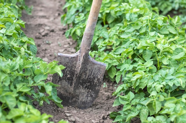 Pelle sur le fond des buissons de pommes de terre Déterrer un jeune tubercule de pomme de terre du sol