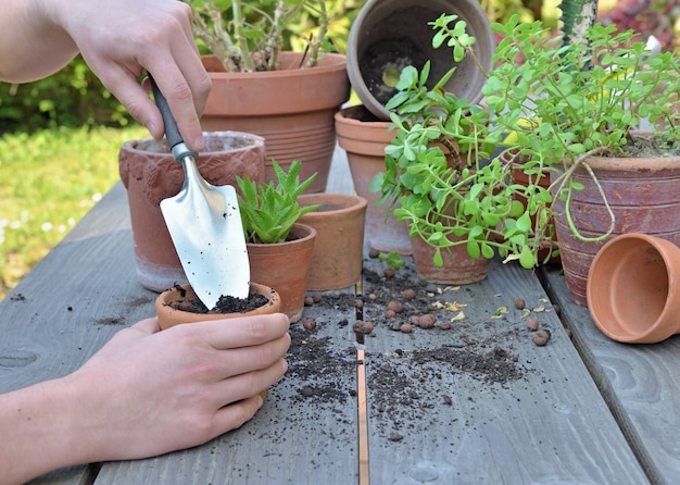 Pelle tenant par les mains jardinier plante en pot sur fond de bois dans le jardin