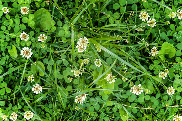 Pelouse avec fleurs de trèfle blanc et herbe verte