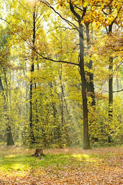 Pelouse forestière éclairée par le soleil