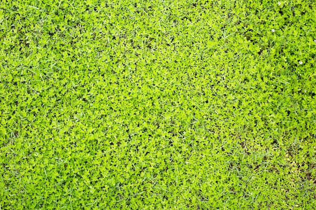 Pelouse fraîche Beau jardin verdoyant