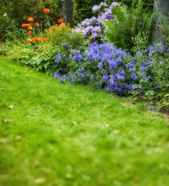 Une pelouse fraîche entourée de fleurs colorées dans un jardin Fleurs roses et violettes orange vif fleurissant dans un jardin d'herbe verte coupée au printemps Plantes décoratives d'arrière-cour dans la nature