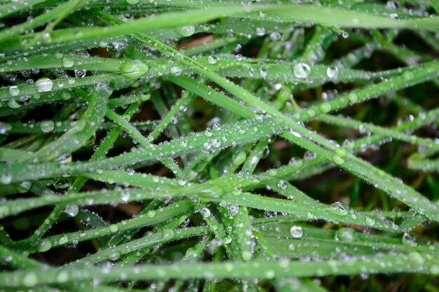 Sur la pelouse, des gouttes de rosée du matin Beaucoup de petites gouttes sur l'herbe Après la pluie, de la verdure