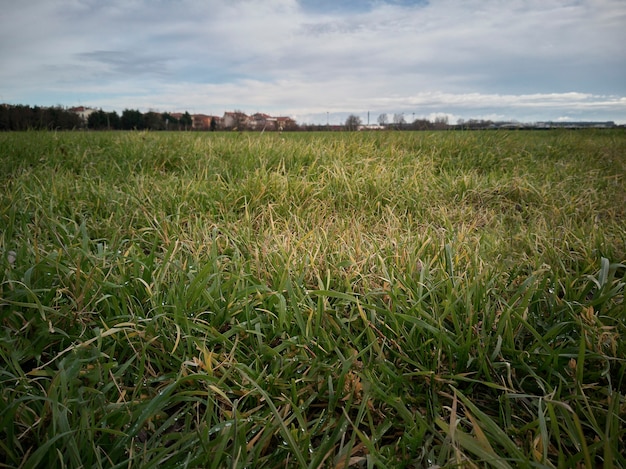 Pelouse d'herbe verte couverte de rosée dans un paysage rural typique du nord de l'Italie.