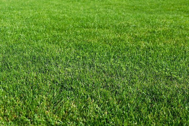 Pelouse d'herbe verte dans le jardin, sol vert