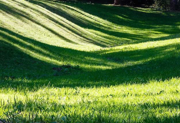 Pelouse d'herbe verte avec des ombres