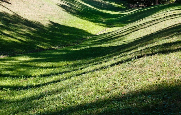 Pelouse d'herbe verte avec des ombres