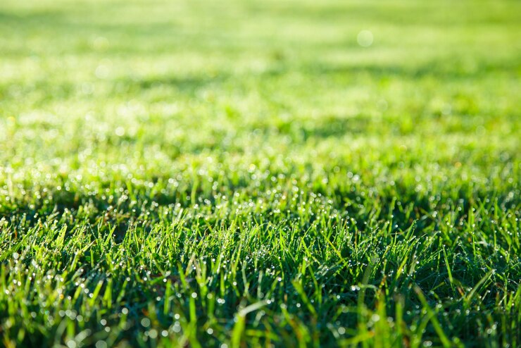 Photo pelouse à herbe verte