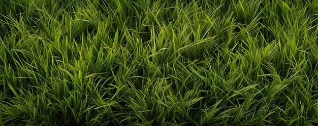 pelouse herbeuse avec texture d'herbe