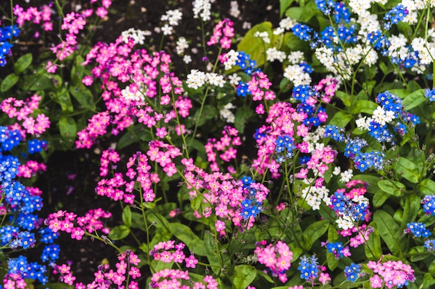 Une pelouse de myosotis roses et bleus