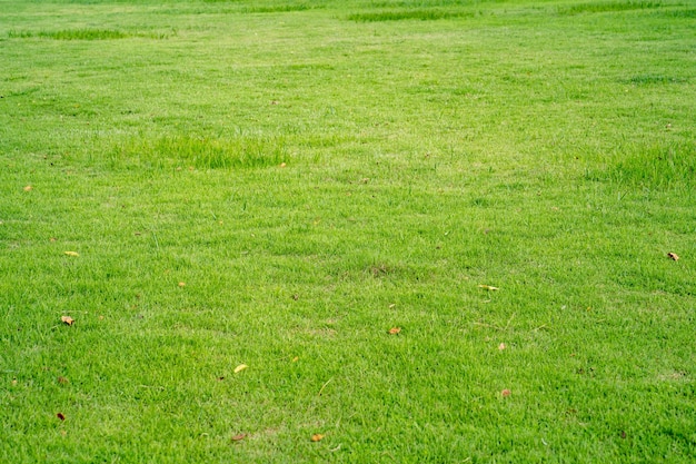 Une pelouse avec une pelouse verte et un panneau blanc qui dit "herbe verte"