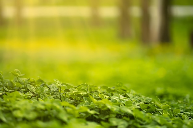 Pelouse de trèfle vert au soleil