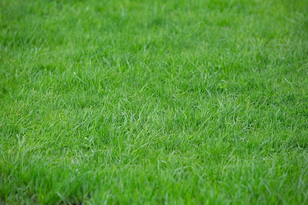 pelouse verte après la pluie avec un fragment d'une allée de jardin en pierre