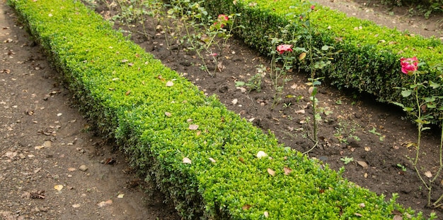 Photo pelouse verte dans le parc plante à fleurs