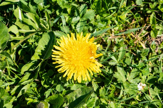 Pelouse verte avec des fleurs de pissenlit et des marguerites