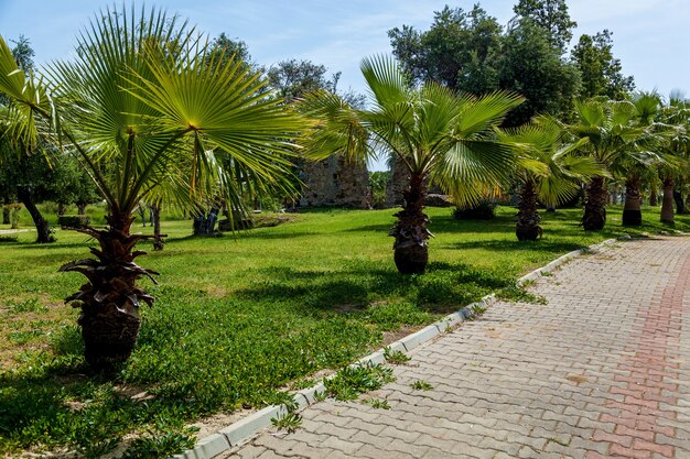 Pelouse verte, palmiers, bâtiments en pierre et un beau paysage de nature. Parc vert à Side Turquie