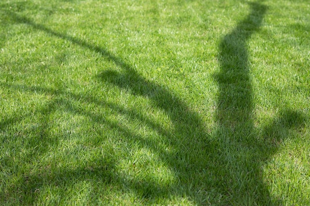 pelouse verte sous les arbres