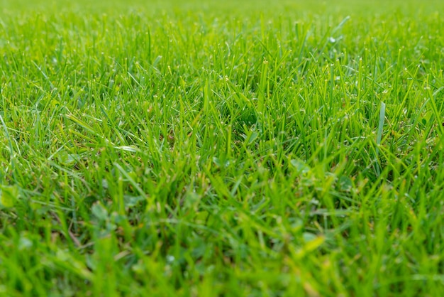 Pelouse verte et vraie herbe verte pour la texture d'herbe de gazon vert de fond pour la conception avec espace de copie