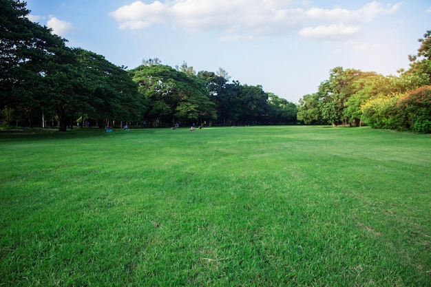 Pelouses vertes dans le parc.