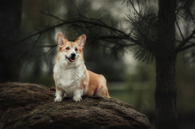 Pembroke Corgi Chien en promenade Chien en plein air Chien mignon