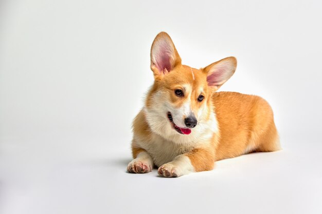 Pembroke drôle de Welsh Corgi. Aime les animaux