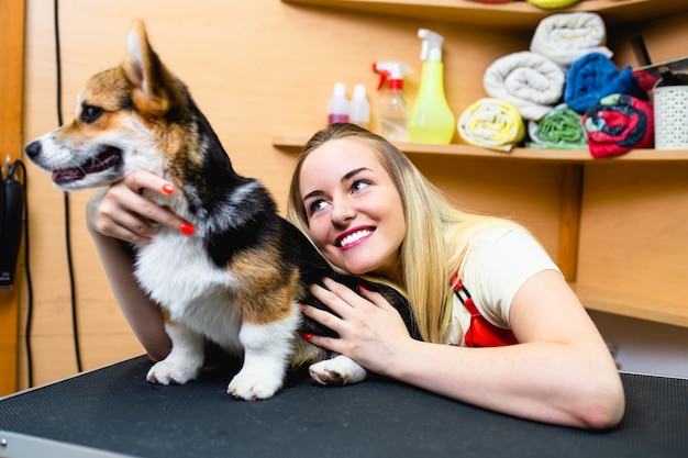 Pembroke Welsh Corgi au salon de toilettage.