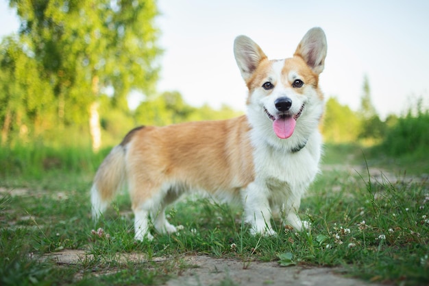 Pembroke Welsh Corgi Chien Welsh Corgi posant à l'extérieur