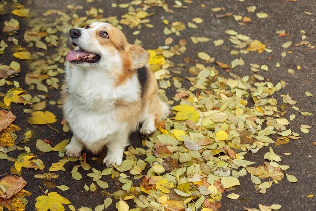 Pembroke Welsh Corgi, chien Welsh Corgi posant à l'extérieur.