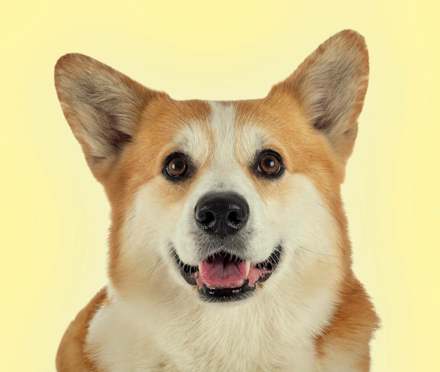 Pembroke Welsh Corgi en face de fond jaune