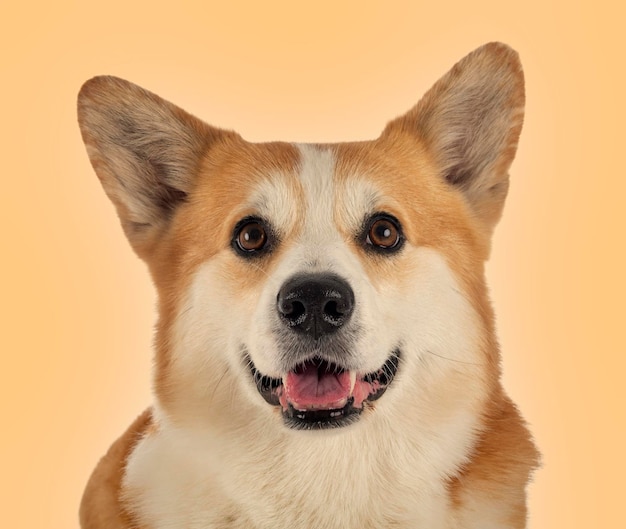 Pembroke Welsh Corgi en face de fond orange