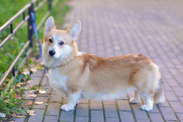 Pembroke Welsh Corgi en promenade - 10 mois