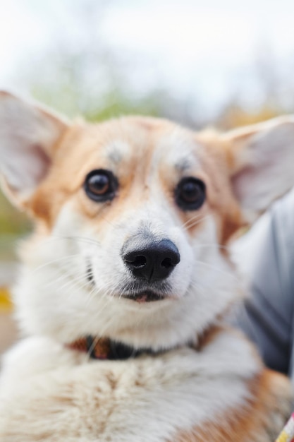 Pembroke Welsh Corgi en promenade Portrait d'un chien dans le parc d'automne