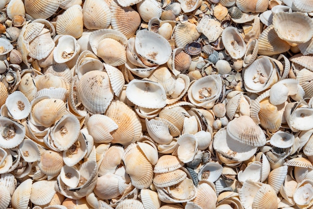 péninsule de Crimée. Koktebel. Cap Haméléon. Littoral de l'été de la mer Noire