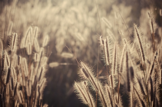 Pennisetum pedicellarum plantes adventices fleur