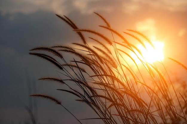 Pennisetum plante au soleil