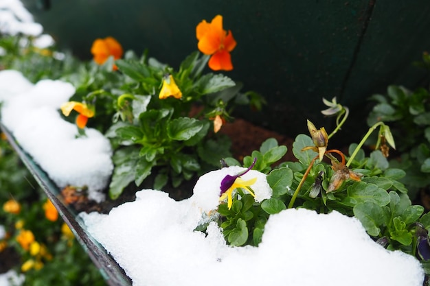 Pensée à feuilles et fleurs jaune orangé sous une neige blanche fraîche Congère dans un parterre ou dans une jardinière Fleurs résistantes au gel et au froid dans le jardin Première neige Pelouses en ville