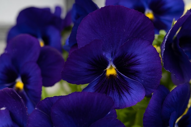 Pensées bleu alto tricolore fond floral fleurs de printemps