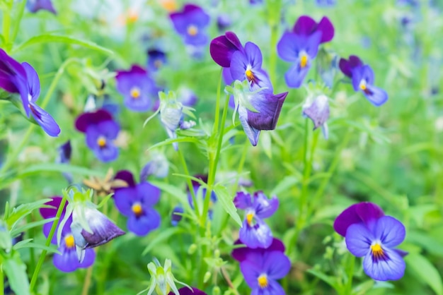 Pensées bleues et violettes dans le jardin d'été