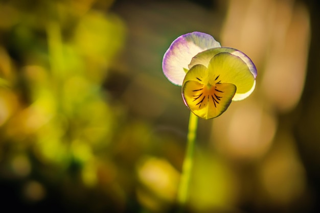 Pensées dans une belle ambiance lumineuse avec un grand bokeh