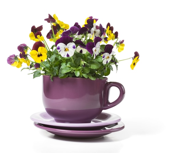 Pensées plantées dans une grande tasse sur fond blanc