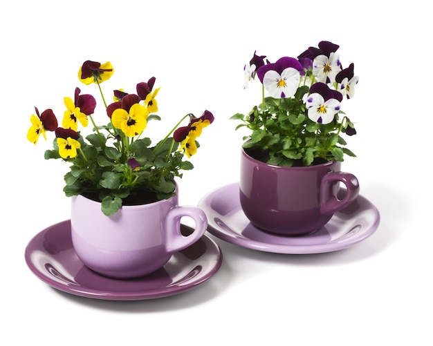 Pensées plantées dans un violet tasses sur fond blanc