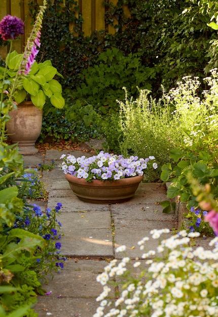 Pensées de plantes en pot poussant dans une cour ou un jardin en été sur un patio Belle plante hybride fleurissant dans une cour au printemps à l'extérieur Minuscules plantes à fleurs bourgeonnant et fleurissant à l'extérieur