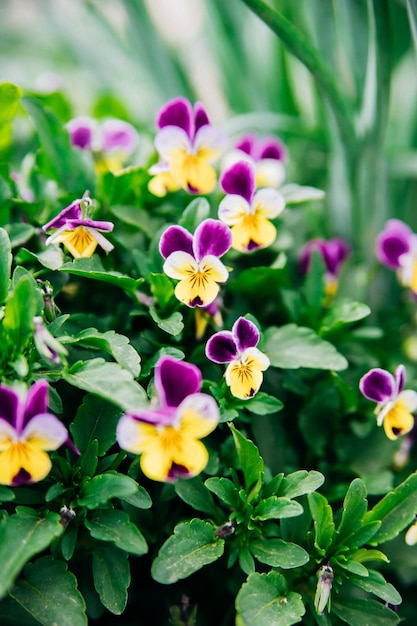 Des pensées tricolores blanches et jaunes pourpres fleurissent sur un lit de fleurs dans le jardin Mise au point sélective Fond naturel Violet dans le parc