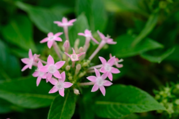 Pentas lanceolata. Starcluster égyptien, est une espèce de plante à fleurs de la famille de la garance.