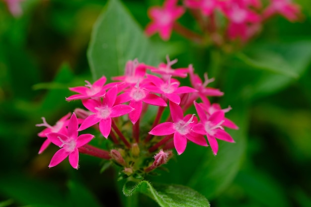 Pentas lanceolata. Starcluster égyptien, est une espèce de plante à fleurs de la famille de la garance.